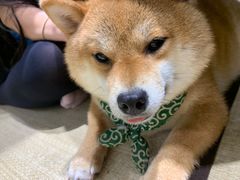 -逗柴咖啡屋·狗咖猫咖宠物桌游
