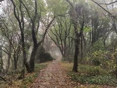 -贡湖湾湿地公园