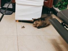 -达爱动物医院·犬猫分区·CT·复杂眼科(远洋山水分院)