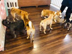 -柯斗斗主题餐厅·狗咖·围炉煮茶·茶饮(国瑞升平里店)