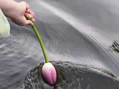 -荷塘月色湿地公园·向阳花洲