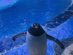 -上海海昌海洋公园