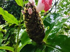 -中国科学院西双版纳热带植物园
