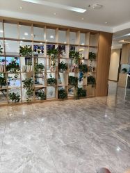-碧莲盛·不剃发植发