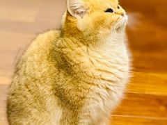 -艾贝尔宠物医院 ·内科全科(梁溪路店)