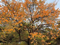 -北京西山国家森林公园