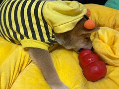 -逗柴咖啡屋·狗咖猫咖宠物桌游