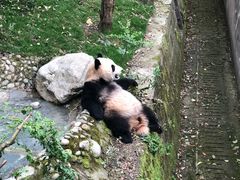 -中国大熊猫保护研究中心雅安碧峰峡基地