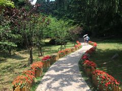 -庐山风景区花径公园