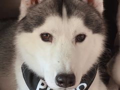 -Husky Go! 哈士奇体验馆·宠物咖啡厅狗咖