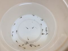 -清平路水族市场