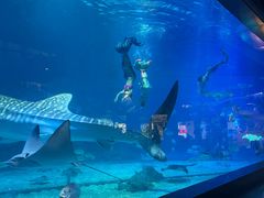-烟台海昌鲸鲨海洋公园