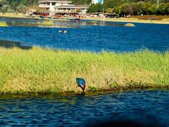 -腾冲北海湿地