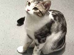 -飞行喵MR PILOT|猫舍·猫咖(静安大融城店)