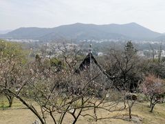 -香雪海