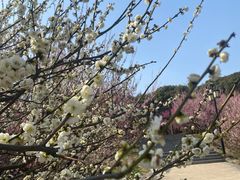 -苏州上方山国家森林公园