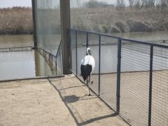 -盐城丹顶鹤湿地生态旅游区
