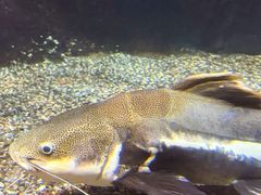 -太平洋海底世界