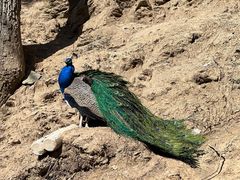 -栾川竹海野生动物园