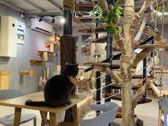 -豆逗聊愈猫阁Easy Life