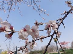 -大望京公园