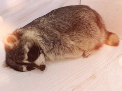 -浣熊柯尔鸭土拨鼠·电玩咖