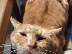 -猫猫幼稚园·撸猫·桌游·电玩