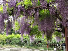-嘉定紫藤园