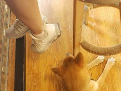 -柴犬高等学院·狗咖·柴犬售卖·宠物训练