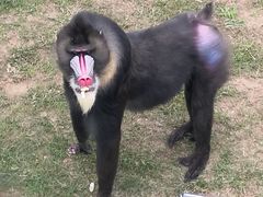 -西霞口神雕山野生动物世界