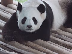 -栾川竹海野生动物园