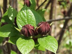 -国家植物园南园