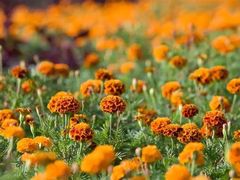 -松山湖梦幻百花洲