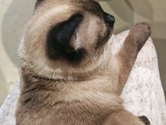 -藏猫猫咖啡主题馆(中央大道店)