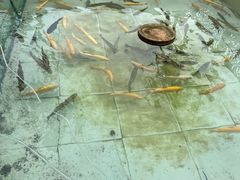 -钰田大院·碳烤虹鳟鱼·怀柔地道农家菜(雁栖湖店)