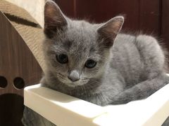 -芭比堂动物医院广州顽皮分院