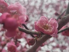 -香雪海
