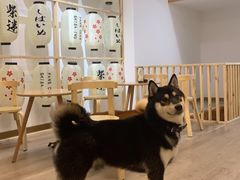 -柴迷FANS CLUB·柴犬狗咖·猫咖