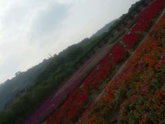 -丹樱生态园