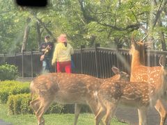 -大连森林动物园