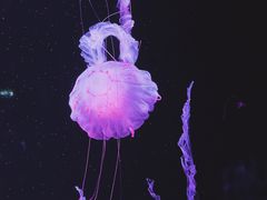 -欢乐海岸海洋奇梦馆