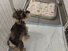 -琪喵猫屋·撸猫猫咖·猫舍