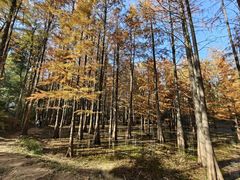 -青龙山国家森林公园