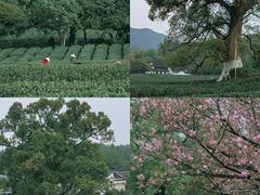 -中国茶叶博物馆(双峰馆区)