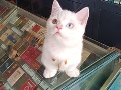 -钦宠·猫咪售卖·洗护·寄养(东圃旗舰店)