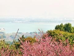 -香雪海