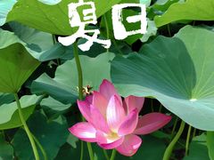 -莲花池公园
