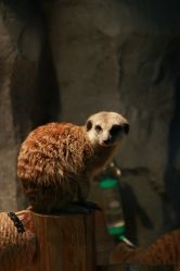 -Zoolung Zoolung动物主题公园(海信广场店)