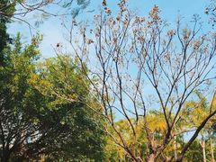 -深圳国际园林花卉博览园