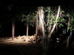 -清迈夜间动物园